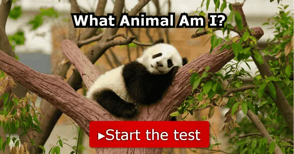  What Animal Represents Me Quiz Slideshare