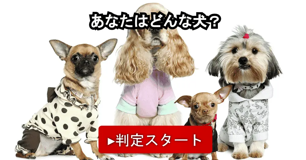 犬診断 あなたはどんな犬